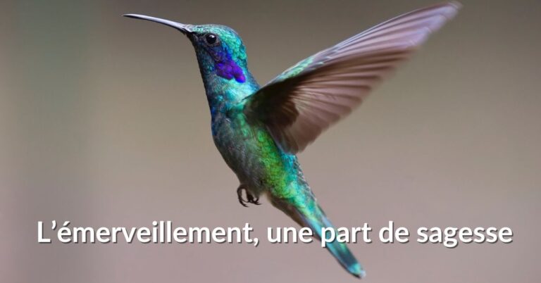 Lire la suite à propos de l’article Et si la sagesse commençait par l’émerveillement ?